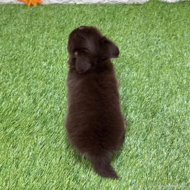 成約済の愛知県のチワワ(ロングコート)-385075の2枚目