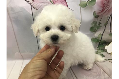 販売中の愛知県のビションフリーゼ-385912の4枚目