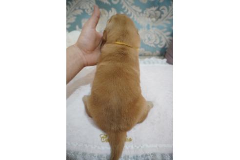 販売中の大阪府のゴールデンレトリーバー-385919の4枚目