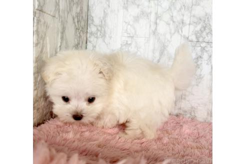 成約済の北海道のミックス犬-384085の11枚目