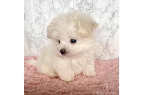 成約済の北海道のミックス犬-384085の10枚目