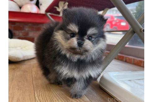 販売中の神奈川県のポメラニアン-385813の4枚目