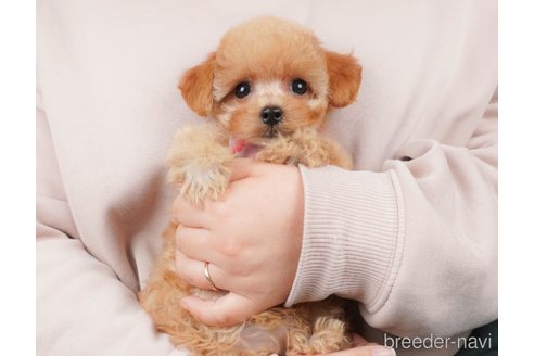 成約済の栃木県のミックス犬-385882の6枚目