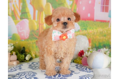 成約済の栃木県のミックス犬-385882の4枚目