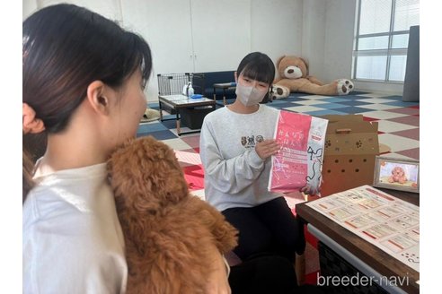 販売中の東京都のカニンヘンダックスフンド(ロングヘアード)-386594の7枚目