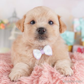 販売中の東京都のミックス犬-386598