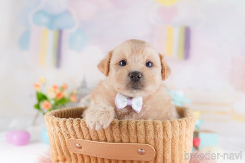 販売中の東京都のミックス犬-386598の5枚目