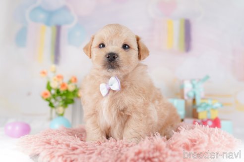 販売中の東京都のミックス犬-386598の3枚目