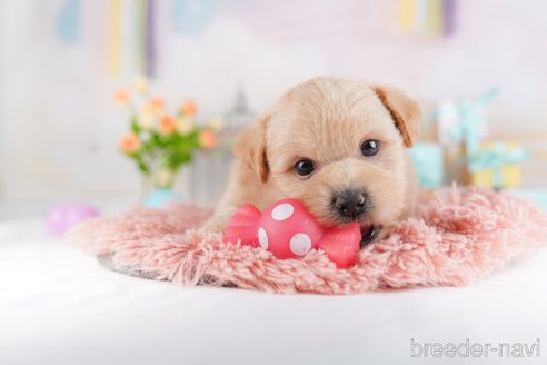 販売中の東京都のミックス犬-386598の4枚目