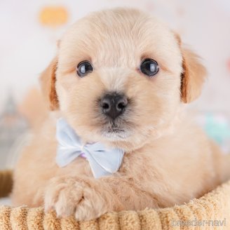 販売中の東京都のミックス犬-386601