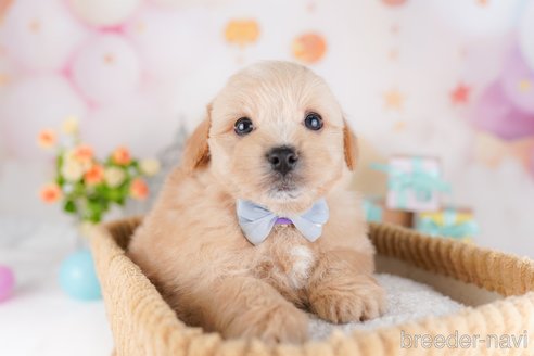販売中の東京都のミックス犬-386601の5枚目