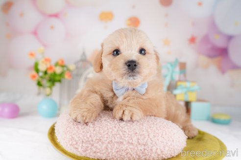販売中の東京都のミックス犬-386601の2枚目