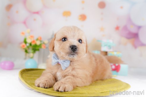 販売中の東京都のミックス犬-386601の3枚目