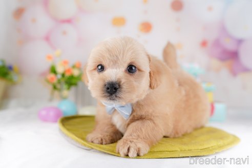 販売中の東京都のミックス犬-386601の4枚目