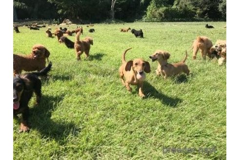 販売中の東京都のミックス犬-386602の10枚目