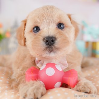 販売中の東京都のミックス犬-386602