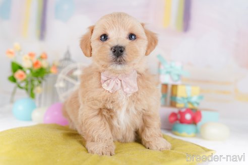 販売中の東京都のミックス犬-386602の2枚目