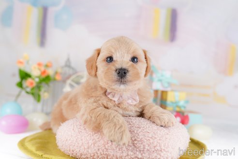 販売中の東京都のミックス犬-386602の3枚目