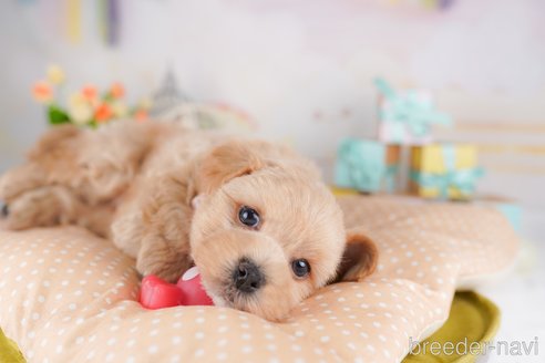 販売中の東京都のミックス犬-386602の4枚目