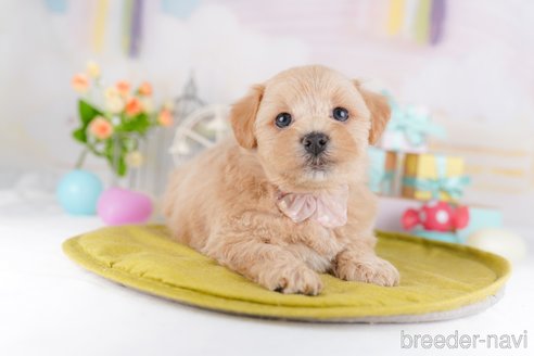 販売中の東京都のミックス犬-386602の5枚目