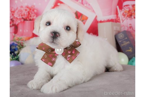 販売中の栃木県のミックス犬-385893の1枚目