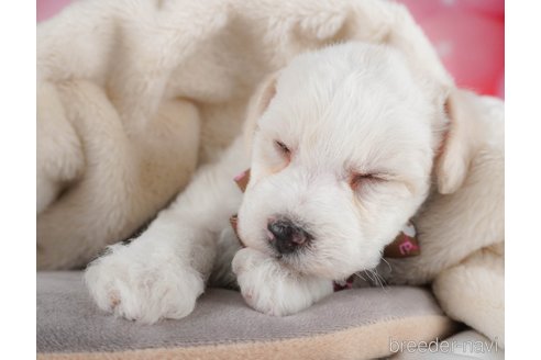 販売中の栃木県のミックス犬-385893の5枚目