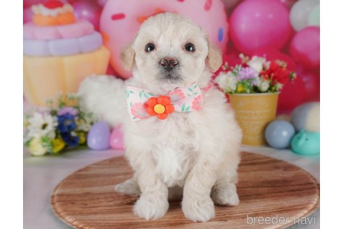 販売中の栃木県のミックス犬-385894