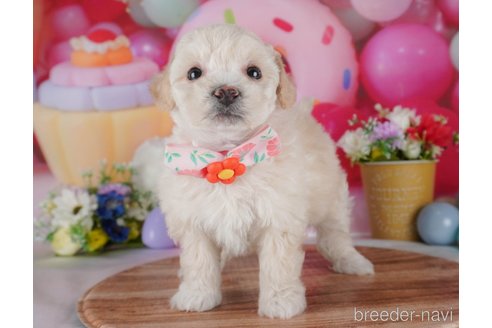 販売中の栃木県のミックス犬-385894の5枚目