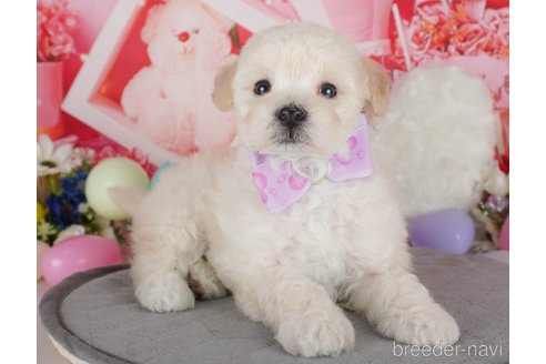 販売中の栃木県のミックス犬-385895