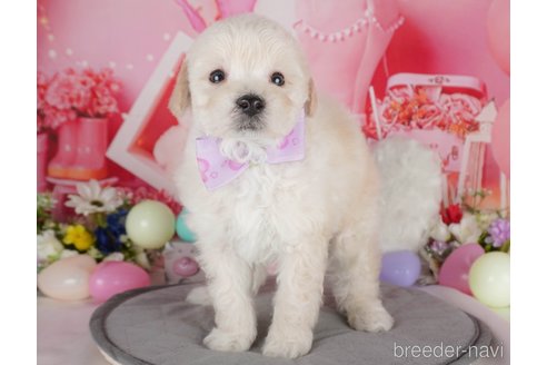 販売中の栃木県のミックス犬-385895の7枚目