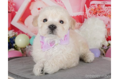 販売中の栃木県のミックス犬-385895の4枚目