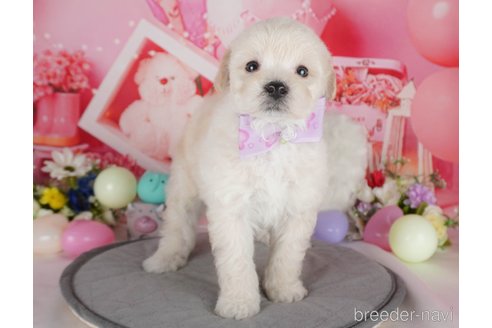 販売中の栃木県のミックス犬-385895の5枚目