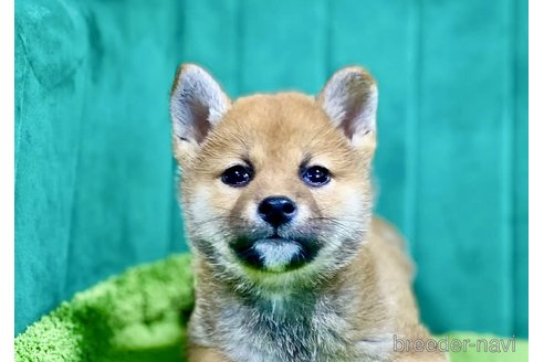 成約済の茨城県の豆柴-384718の1枚目