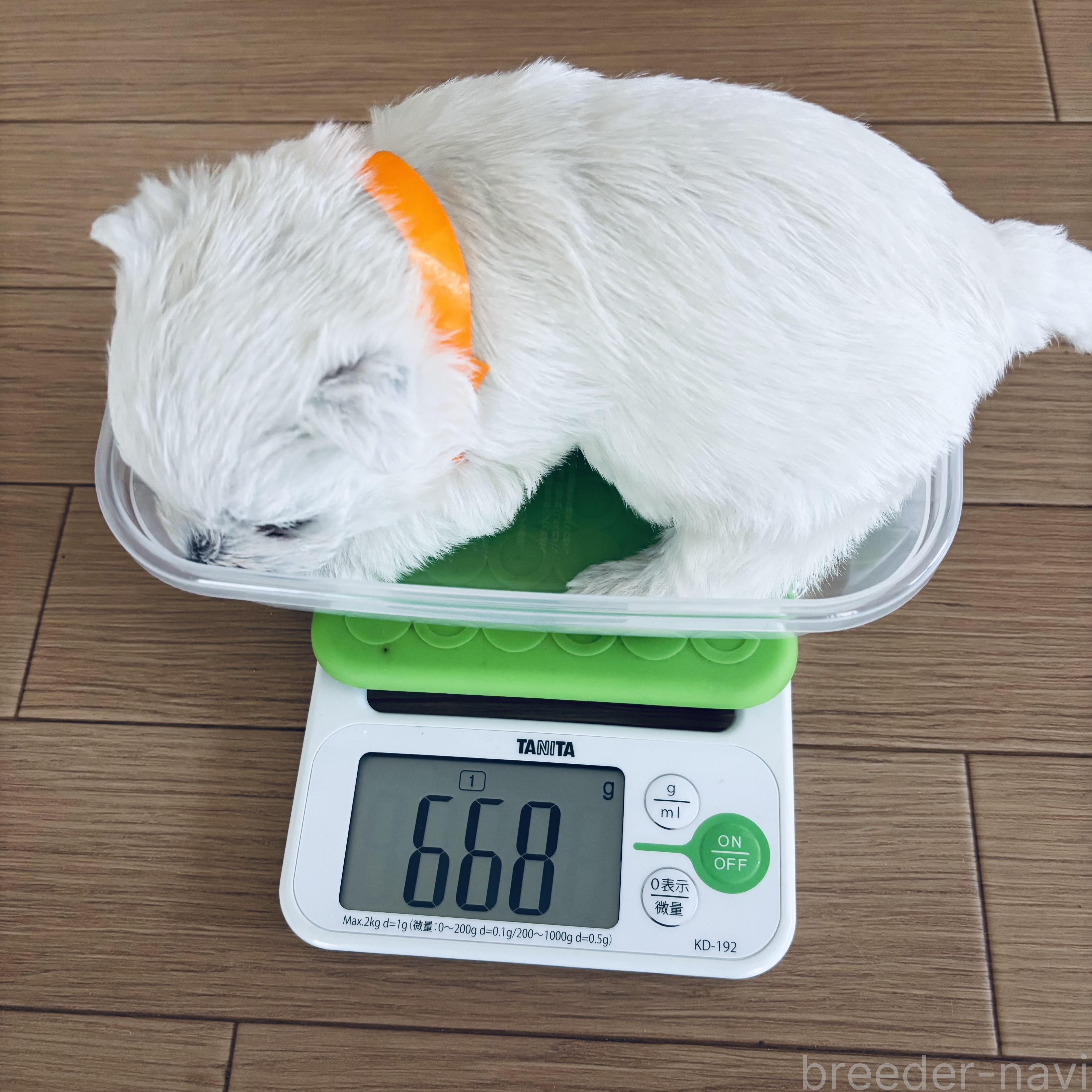 商談中の岐阜県のウエストハイランドホワイトテリア(ウエスティ)-385814の3枚目