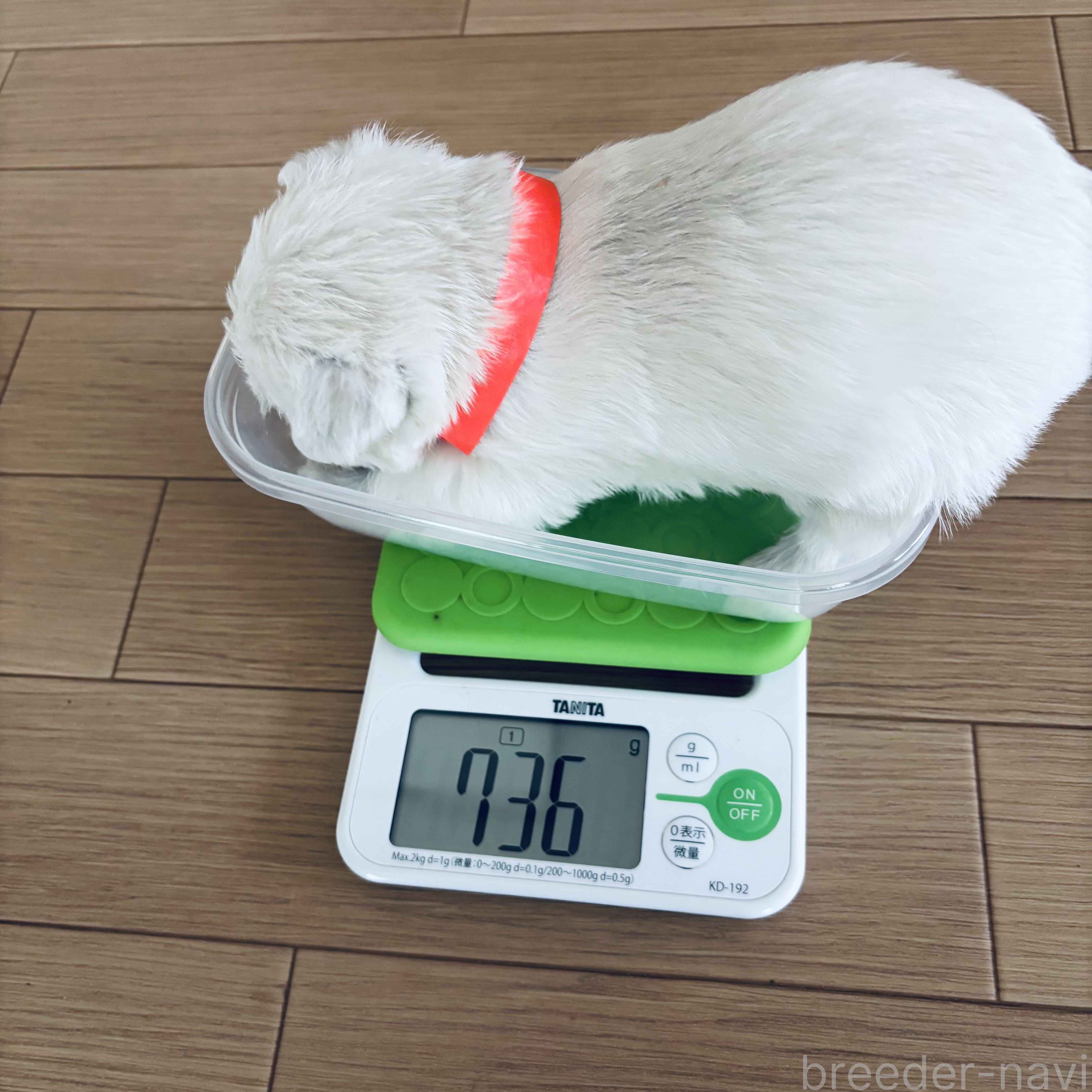商談中の岐阜県のウエストハイランドホワイトテリア(ウエスティ)-385815の2枚目