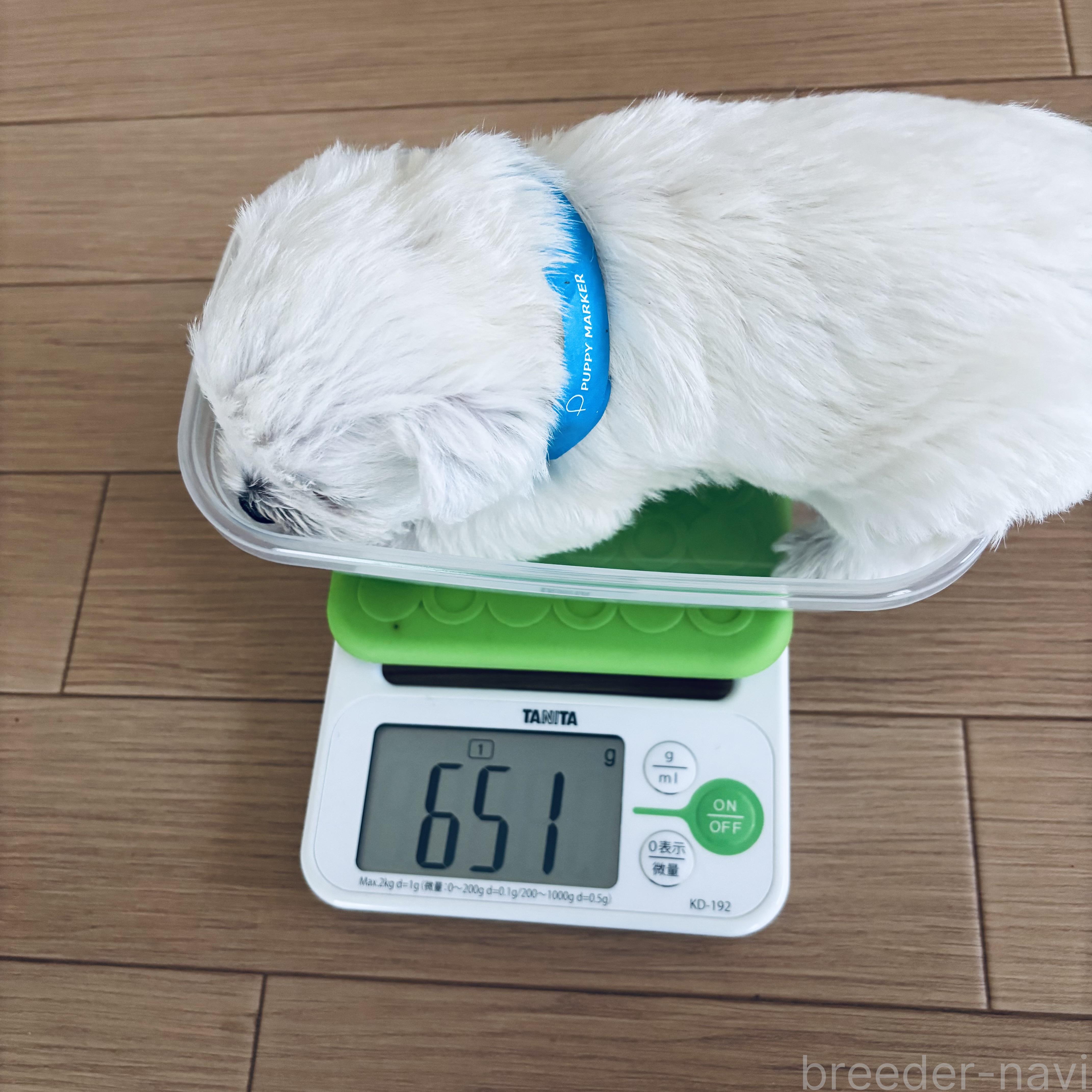 商談中の岐阜県のウエストハイランドホワイトテリア(ウエスティ)-385816の2枚目