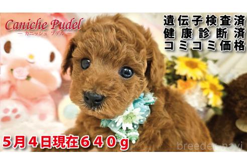 販売中の岐阜県のトイプードル-385818