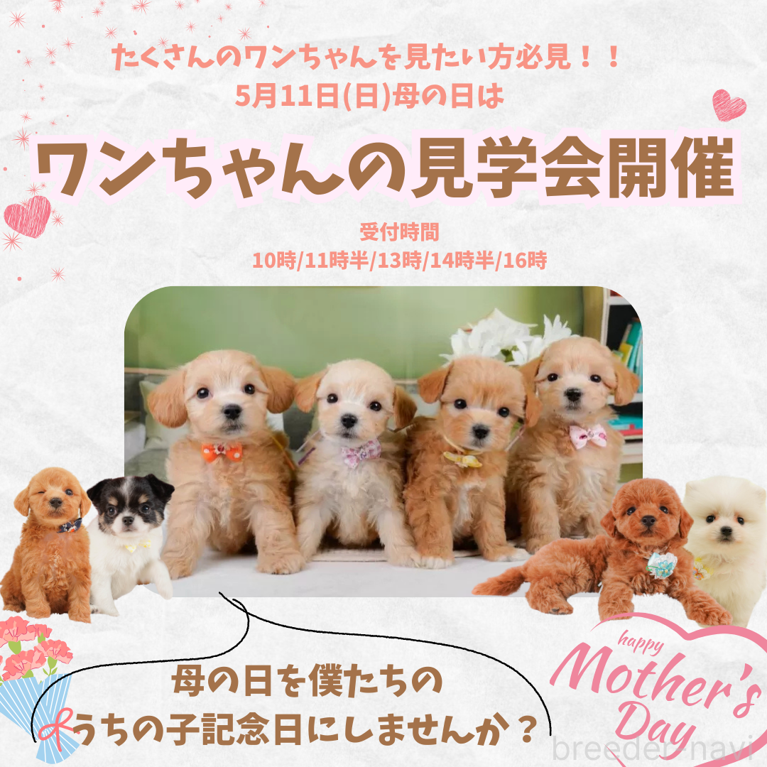 販売中の静岡県のトイプードル-369917の3枚目