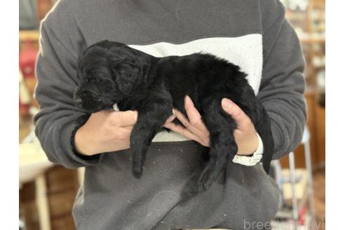販売中の長野県のニューファンドランド-385960の6枚目