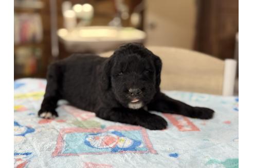 販売中の長野県のミックス犬-385967の3枚目