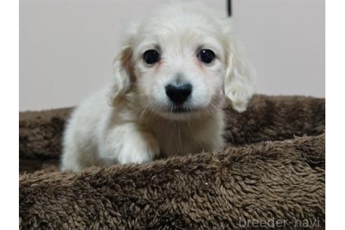 成約済の広島県のミニチュアダックスフンド(ロングヘアード)-384723の5枚目