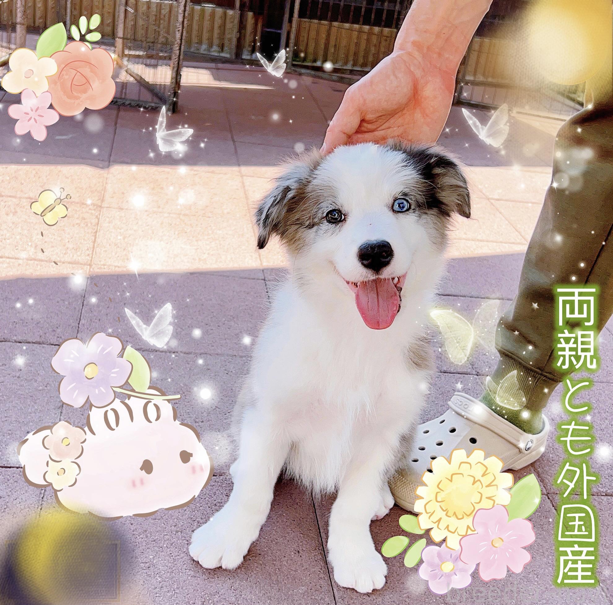 販売中の岐阜県のボーダーコリー-375167