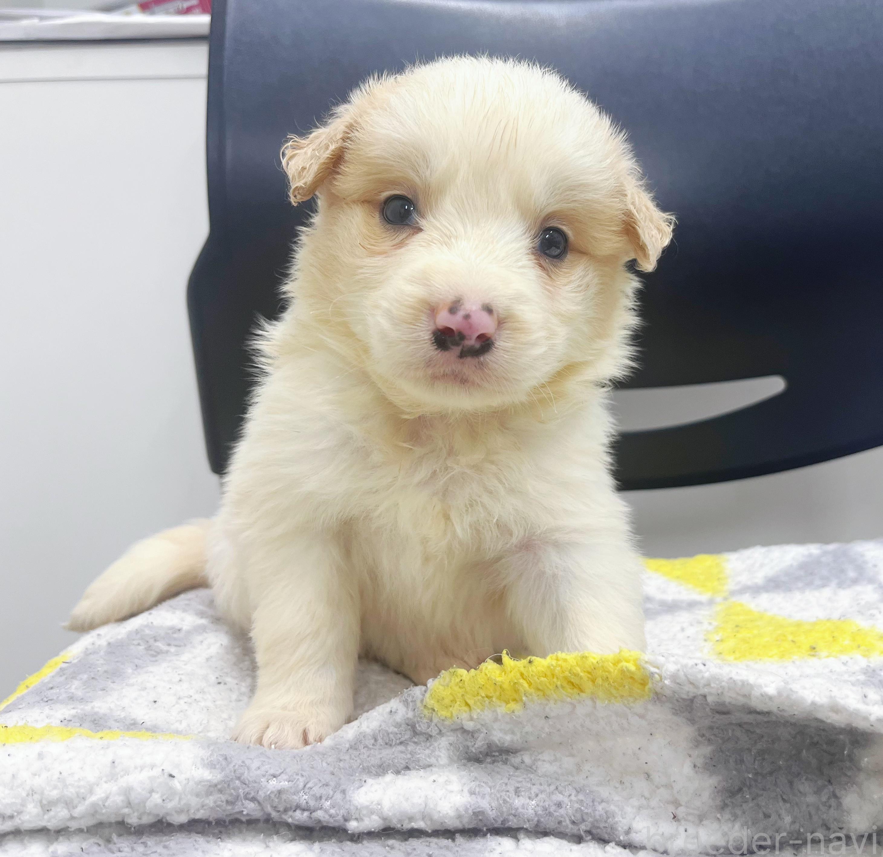 ボーダーコリーの子犬を探す｜ブリーダーナビ