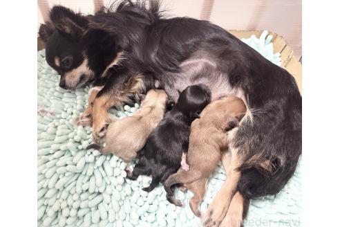 成約済の福岡県のチワマル:チワワ×マルチーズ-386021の12枚目