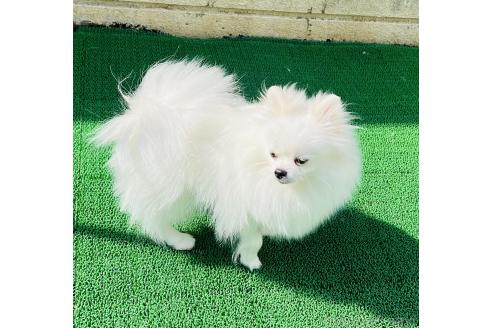 リボンちゃん1枚目