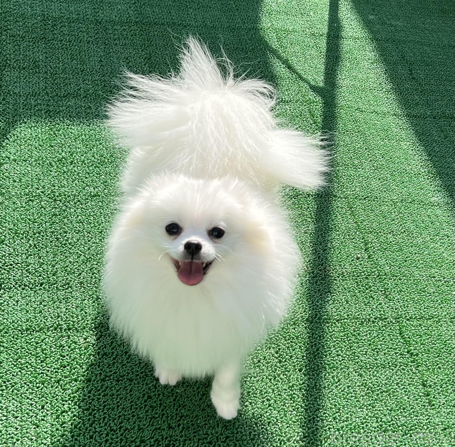 リボンちゃん1枚目