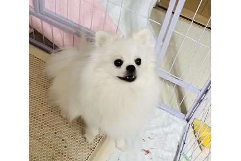リボンちゃん1枚目