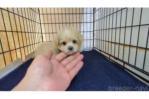 成約済の茨城県のマルプー:マルチーズ×トイプードル-371794の2枚目