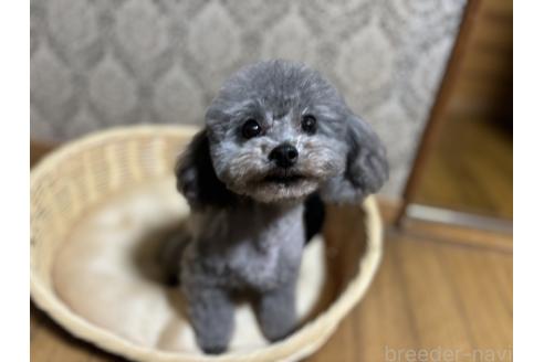 セリーヌちゃん1枚目