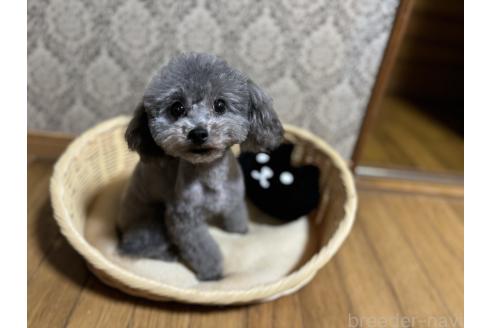 セリーヌちゃん1枚目